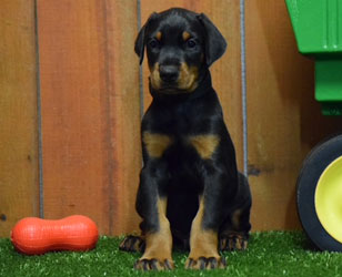 black doberman puppies for sale