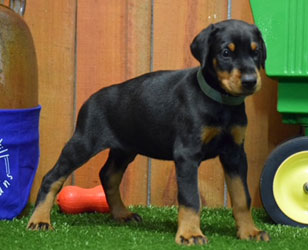 black doberman puppies for sale