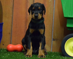 black doberman puppies for sale