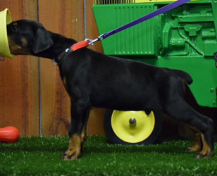 black doberman puppies for sale