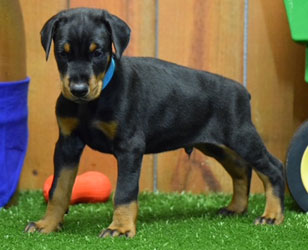 black doberman puppies for sale