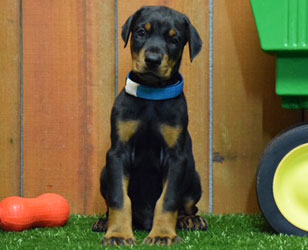 black doberman puppies for sale