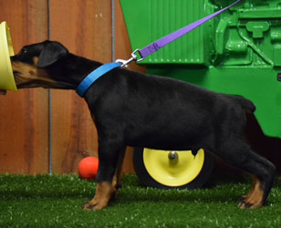 black doberman puppies for sale