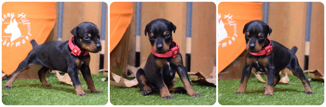 picture of doberman puppies
