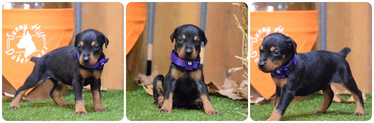 picture of doberman puppies