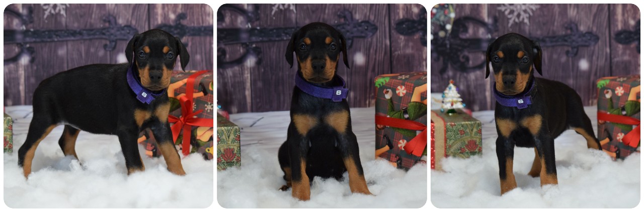 picture of doberman puppies