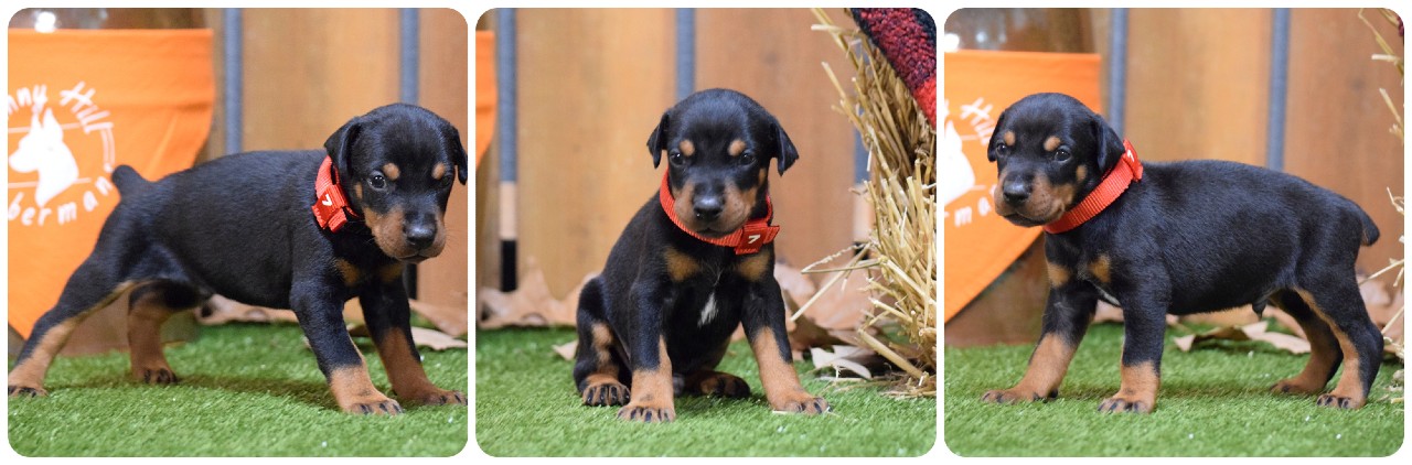 picture of doberman puppies