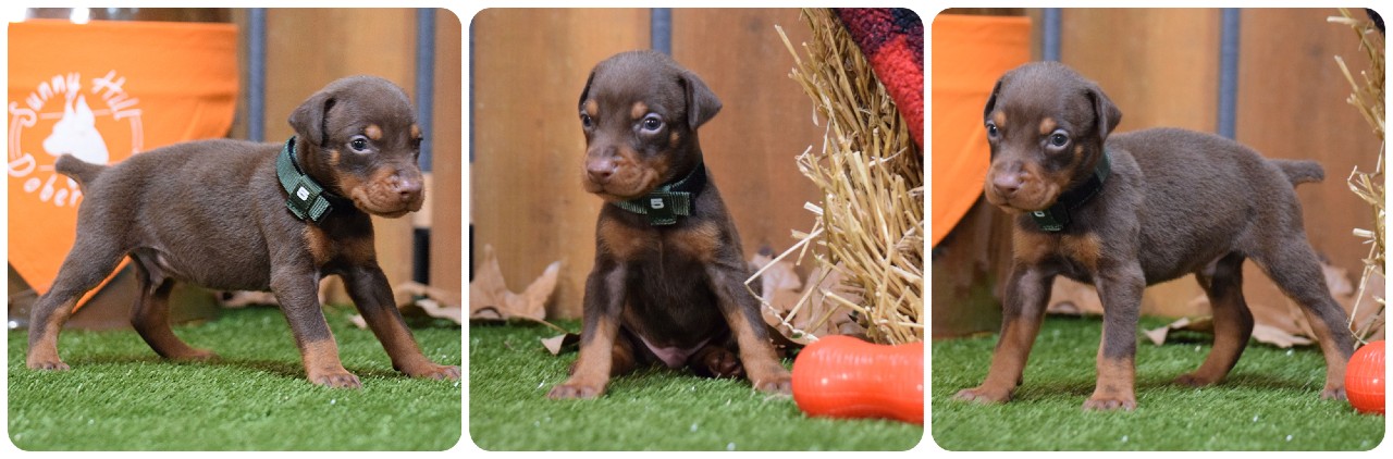 picture of doberman puppies
