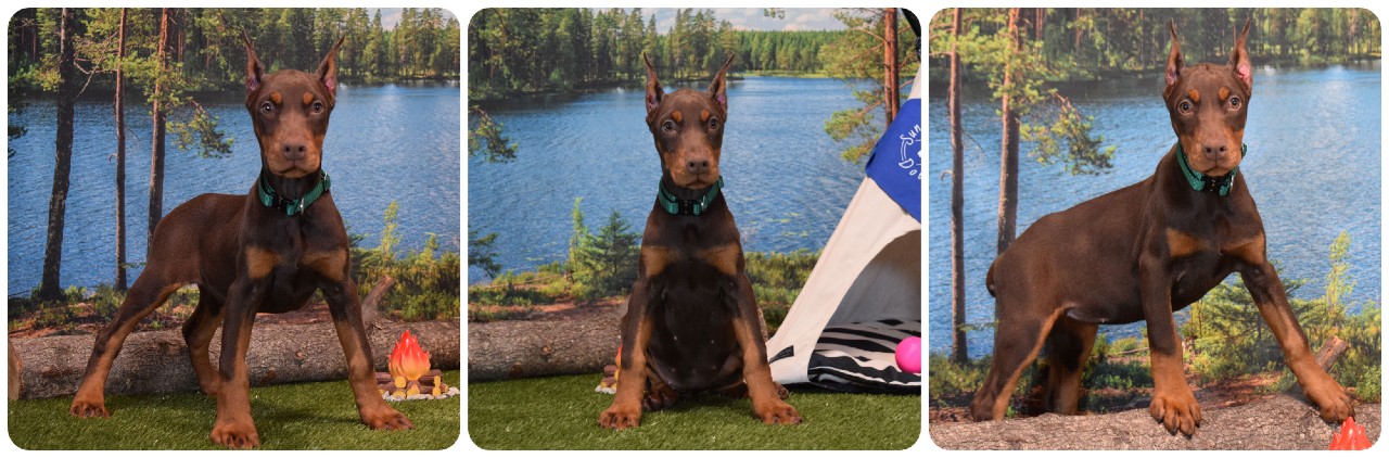 picture of doberman puppies