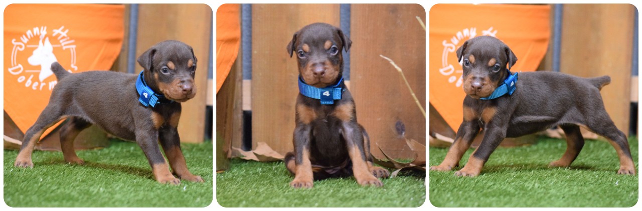 picture of doberman puppies