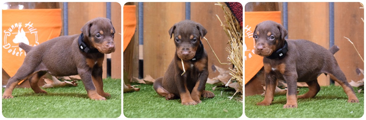 picture of doberman puppies