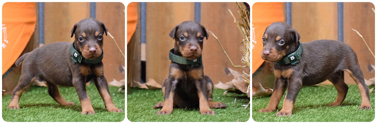 picture of doberman puppies