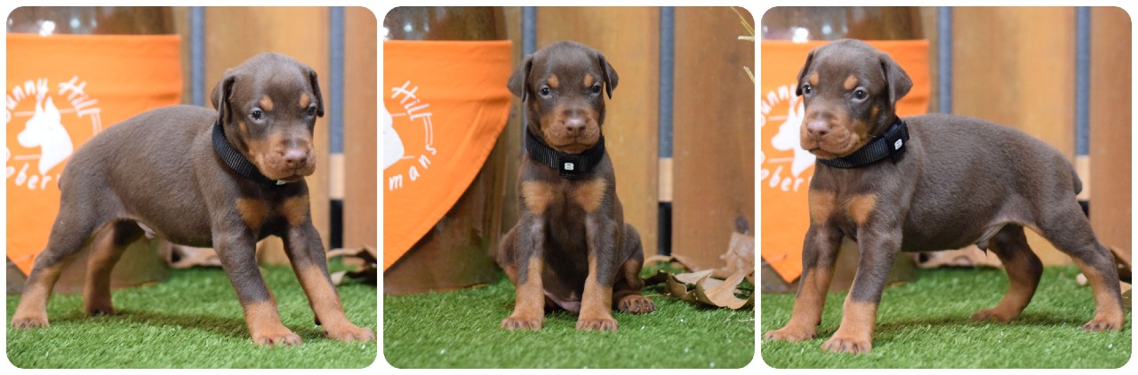 picture of doberman puppies