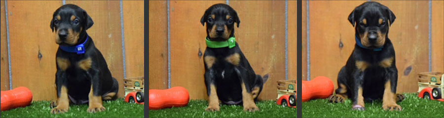 male doberman puppies for sale