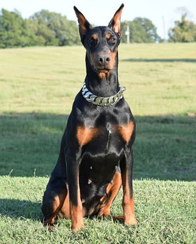 european doberman