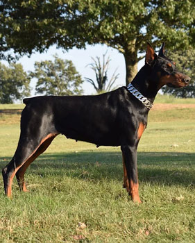 european doberman