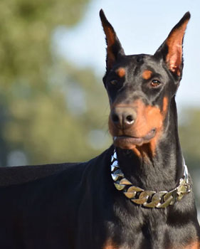 european doberman