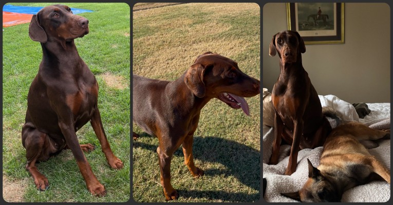 picture of doberman for sale