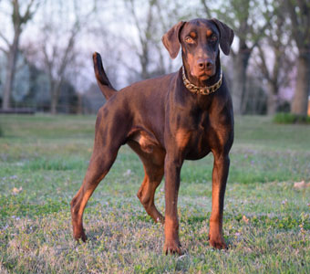 red doberman in USA