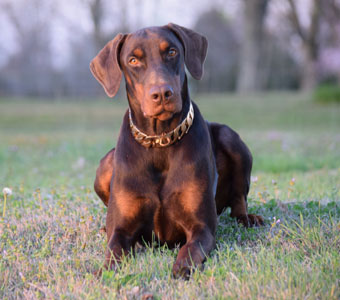 red doberman in USA