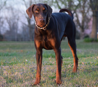 red doberman in USA