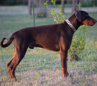 red doberman in USA