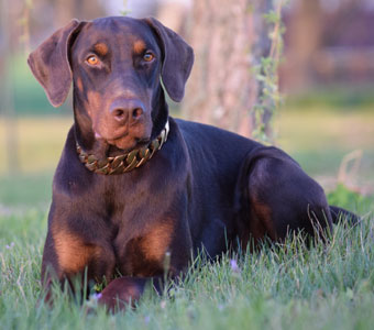 red doberman in USA