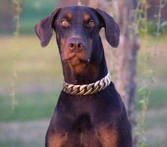 red doberman in USA