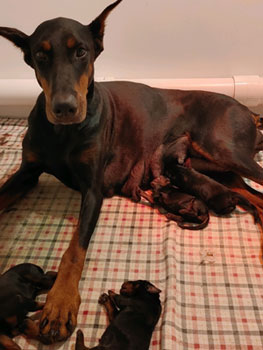 doberman puppies for sale