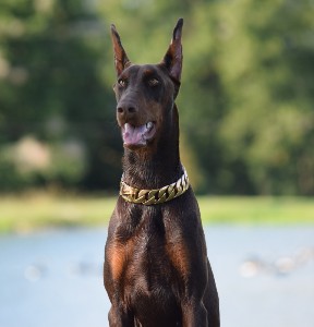 doberman manuka