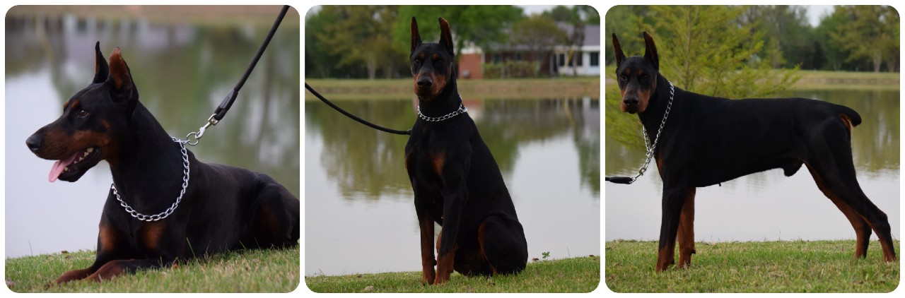 adult black male doberman for sale