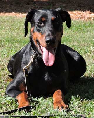 doberman female