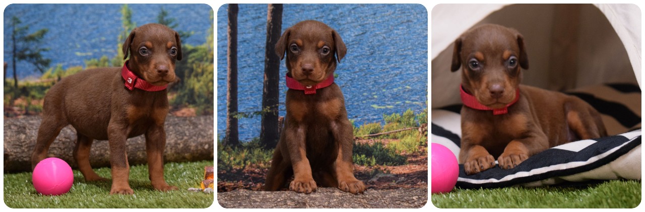 red female doberman puppy
