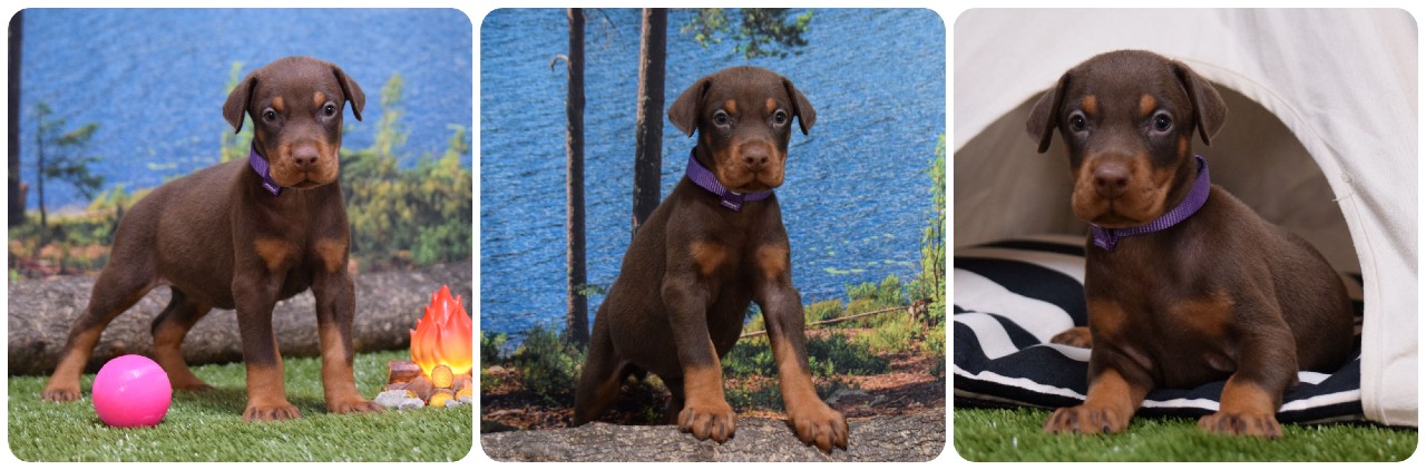 red female doberman puppy