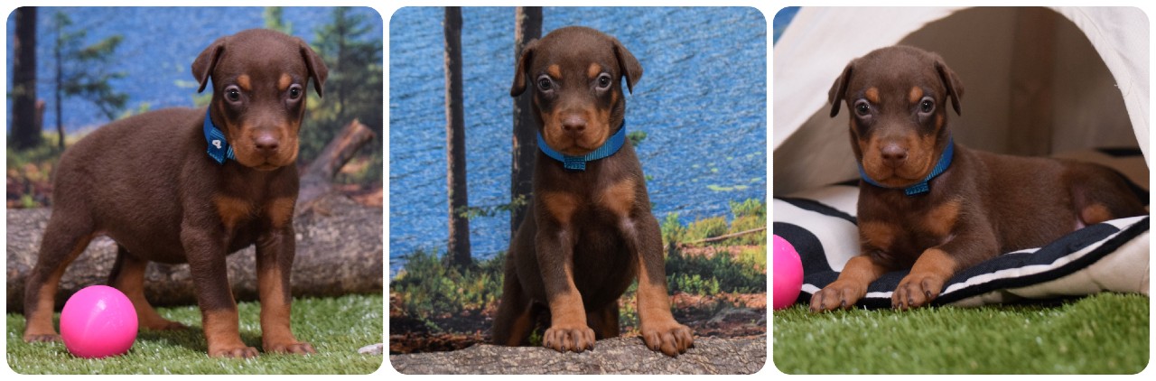 red female doberman puppy