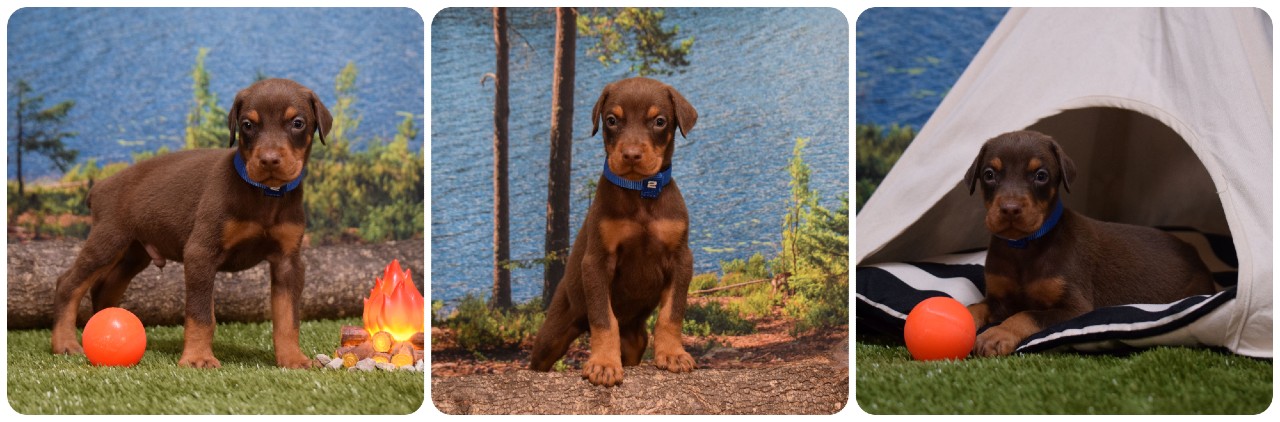 red male doberman puppy