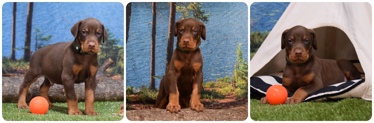 red male doberman puppy