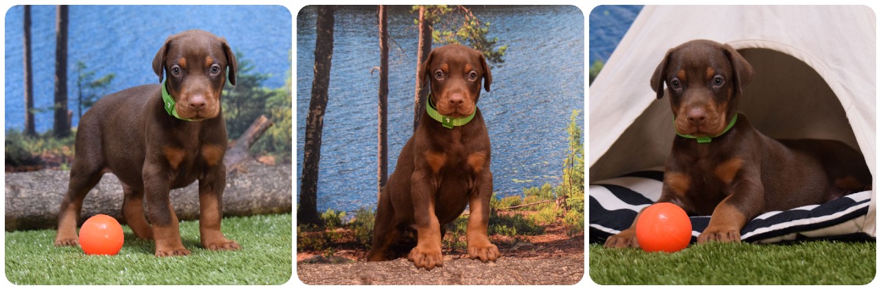 red male doberman puppy