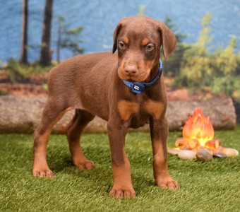 red doberman puppies for sale