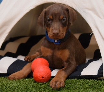 red doberman puppies for sale