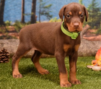 red doberman puppies for sale