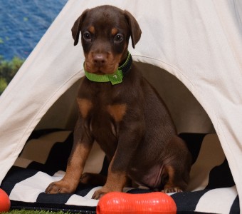 red doberman puppies for sale