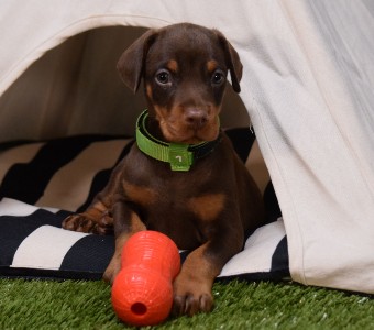 red doberman puppies for sale