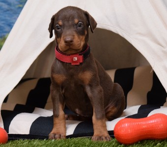 red doberman puppies for sale