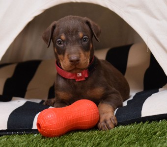 red doberman puppies for sale