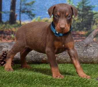 red doberman puppies for sale
