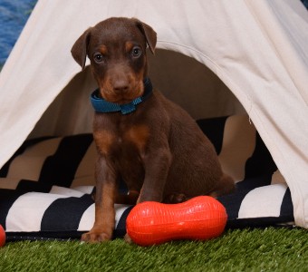 red doberman puppies for sale