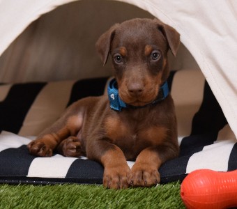 red doberman puppies for sale