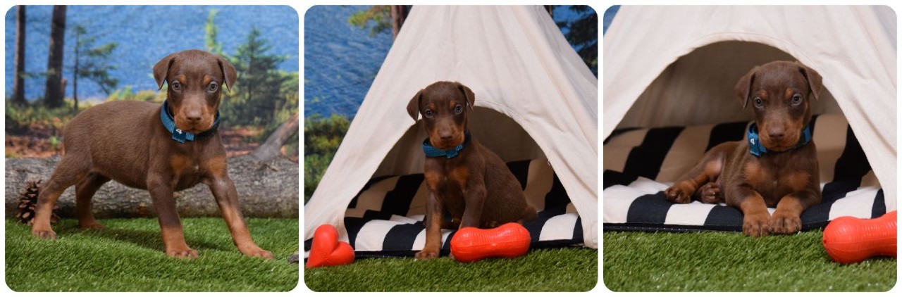picture of red female doberman puppy for sale