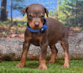 red doberman puppies for sale